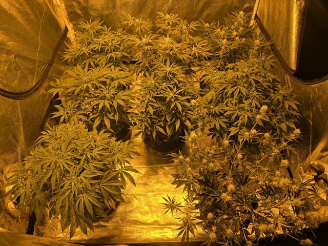 Autos AGAIN — flower, day 51