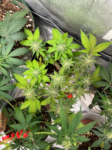 32oz Container Grow — auto, day 36