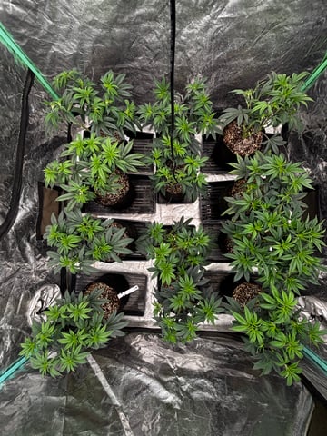 Pink Passion Fruit — flower, day 49