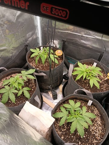 HP CC — vegetative, day 30