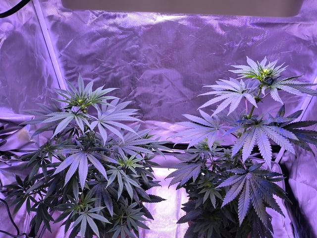 unknown strain 1st grow — flower, day 53