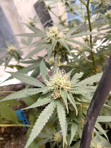 jay seaton  — flower, day 34