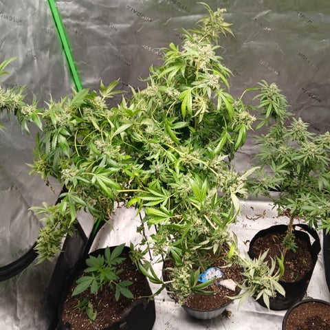 run #3 — harvest, day 115