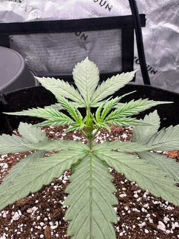 Pine (Auto) 2025 - 0 — vegetative, day 25