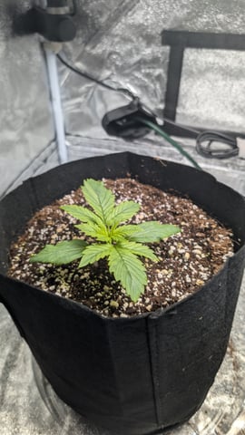 Grow 1 — seedling_rooting, day 20
