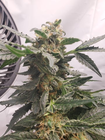 Alien Rock Candy & Grape Deebo — flower, day 103