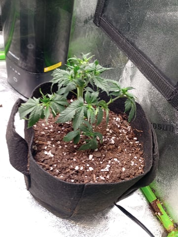 All Aboard!!! — vegetative, day 29