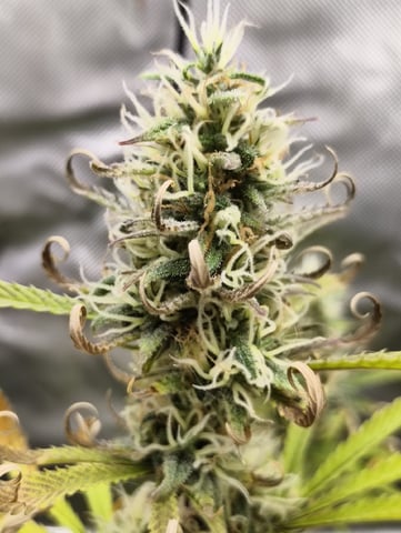 Auto OG Cush — flower, day 105