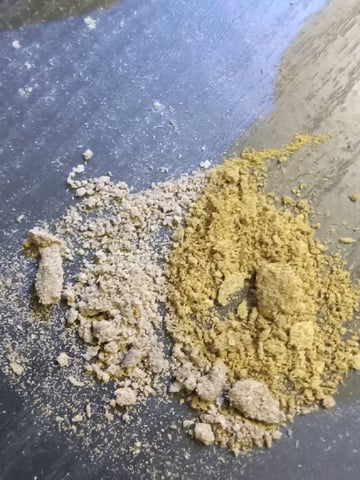 critical purple kush x peyote wifi  in the auto pot system tray 2 grow with added microhazian to the coco coir  — flower, day 57