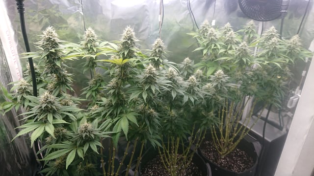 Closet grow  — flower, day 71