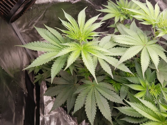 Gorilla Sherbert Feminized From Blimburn Seeds  — flower, day 41