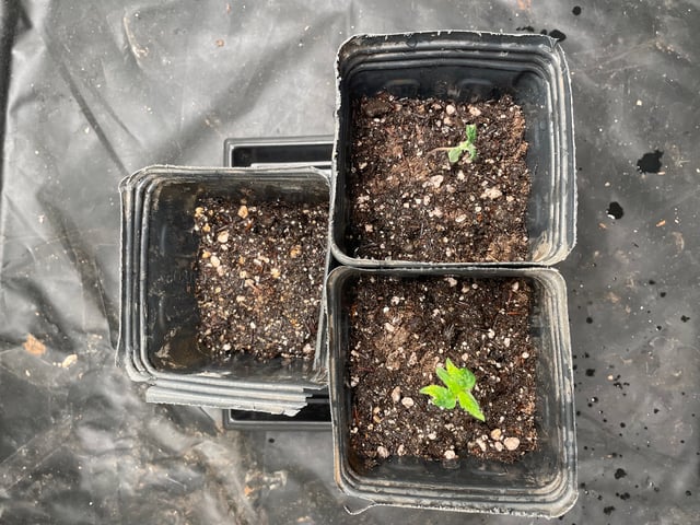 Blueberry — germination, day 13