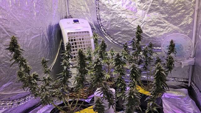 Amnesia Haze Run — flower, day 76