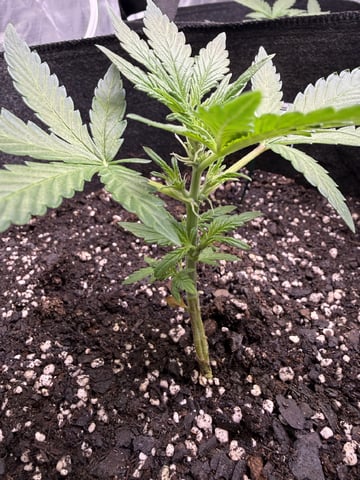 Grow #2 — vegetative, day 36