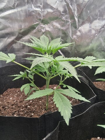 First Indoor Grow  — vegetative, day 23