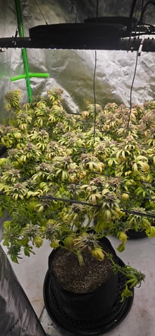 Attack Of The Clones — flower, day 92