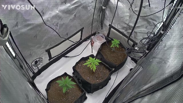 Barney's Gas Pack  — vegetative, day 14