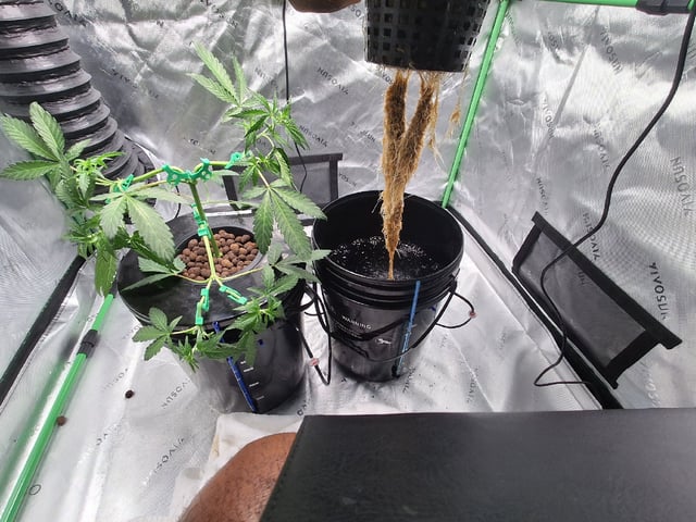 BABY SISTER — vegetative, day 40