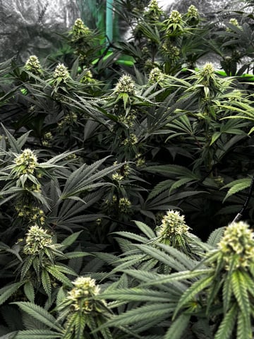 Pink Passion Fruit — flower, day 76