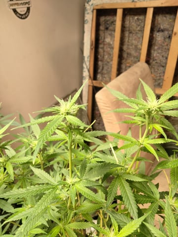 jay seaton  — flower, day 30