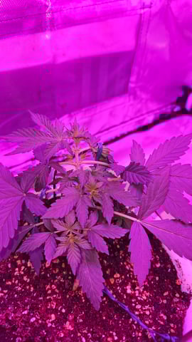 first grow adventure  — vegetative, day 28