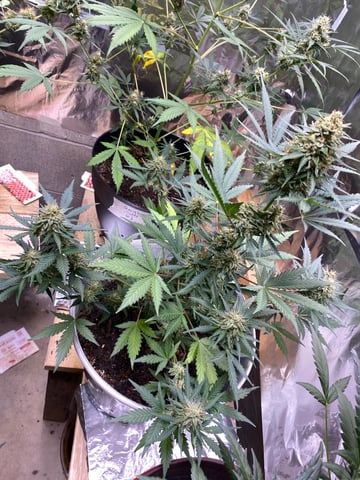 Rainbow Mints — flower, day 47