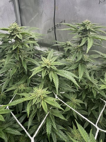 3 Runtz X Apple Fritter  — flower, day 43