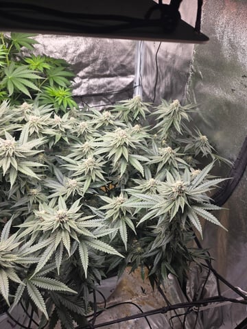 Lhotse 1 and 2 — flower, day 30