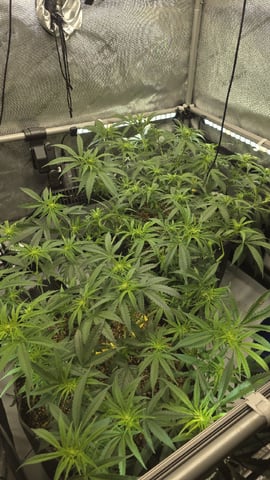 lilac diesel Rbx2 — flower, day 72