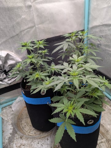 Autos — vegetative, day 19