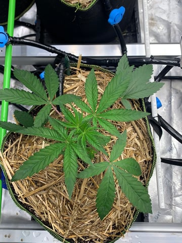 Six  — vegetative, day 31