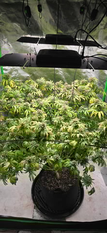 Attack Of The Clones — flower, day 78