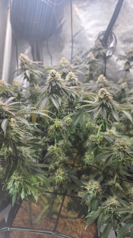 ethos genetics  — flower, day 110