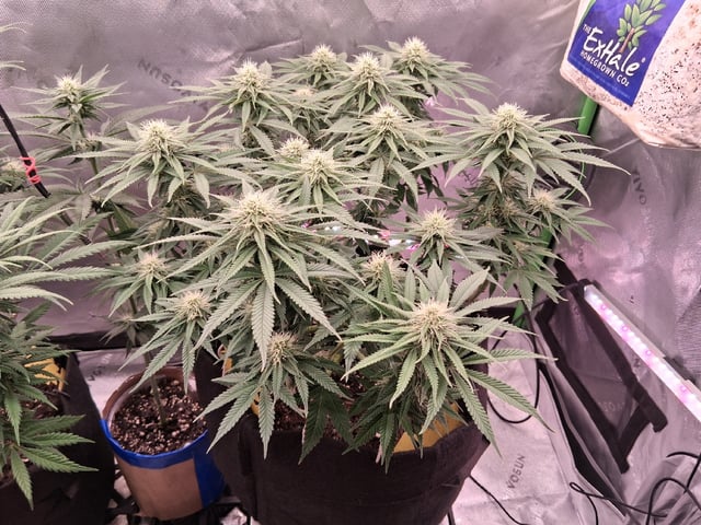 fruity pebbles, cap junky — flower, day 82