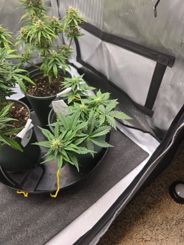 Fast Buds - Purp Lemonade — flower, day 37