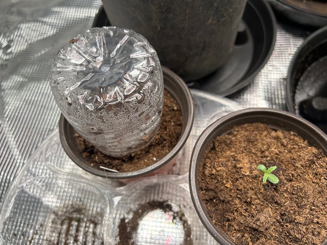 2025-26 harvest INDOOR — vegetative, day 48