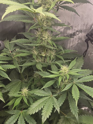 Coco Grow — flower, day 43