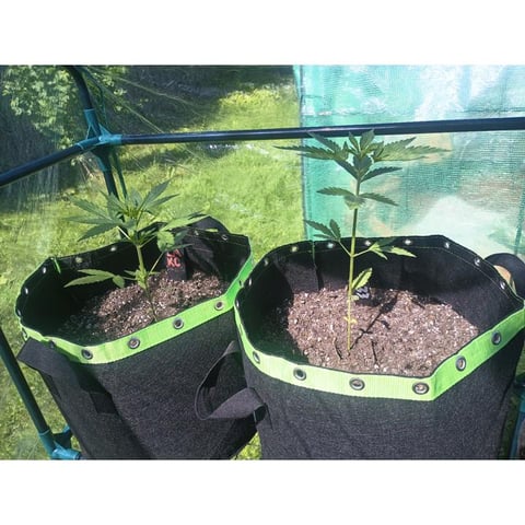 My first grow — vegetative, day 6