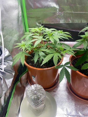 2nd Try — vegetative, day 40