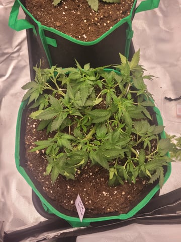 chemdog  — vegetative, day 16