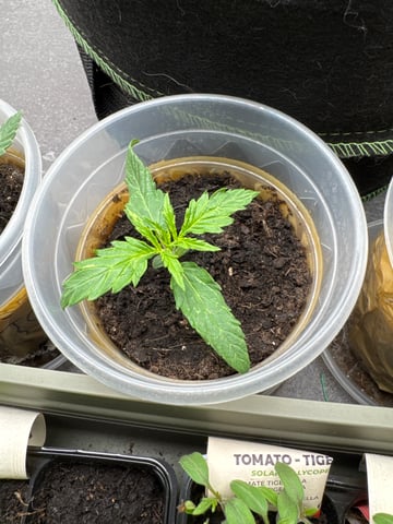 Grow 2 — vegetative, day 14