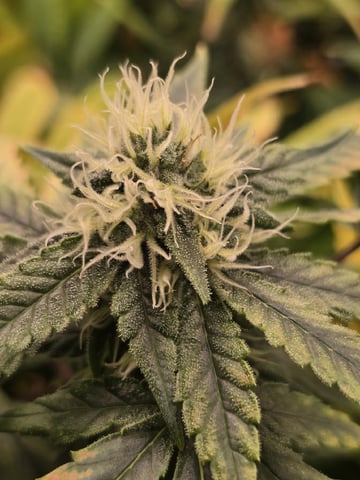 Platnium Jelly — flower, day 99