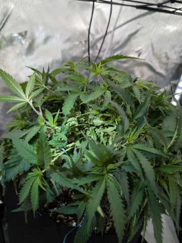 C99 CloneWars! — vegetative, day 21