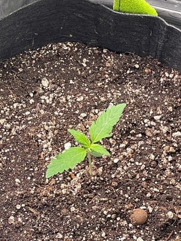 Gorilla Cookies Auto (42 FastBuds) — vegetative, day 15