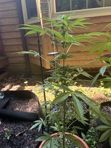 Rc Exotics — flower, day 58