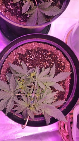 first grow adventure  — flower, day 73