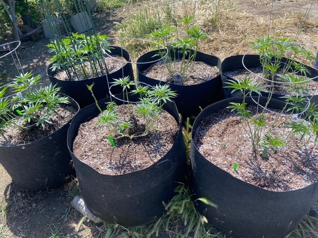 Solfire Gardens Grow — vegetative, day 83