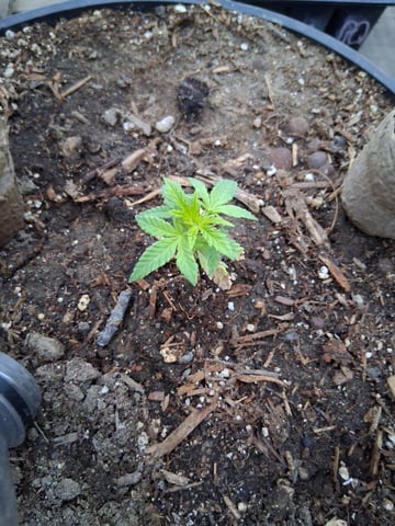 2026 Grow — grow_setup, day 2