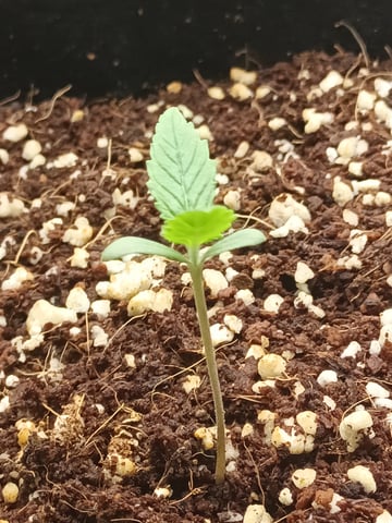 Last girls got kicked. — seedling_rooting, day 6