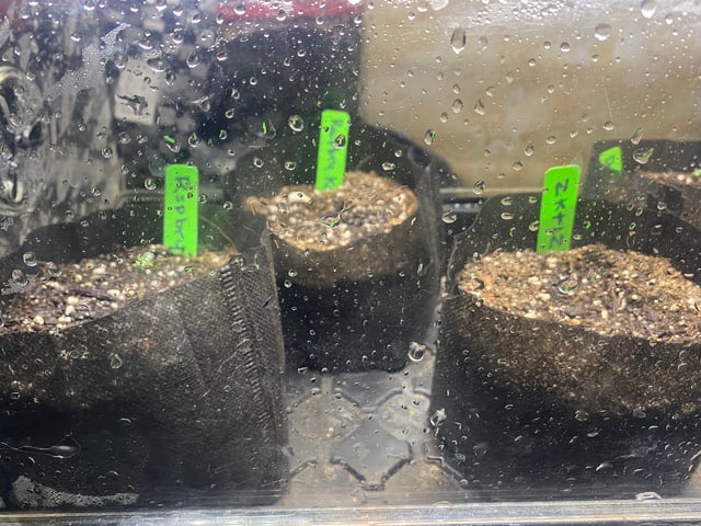 Auto Run #1 2025-2026 — seedling_rooting, day 5